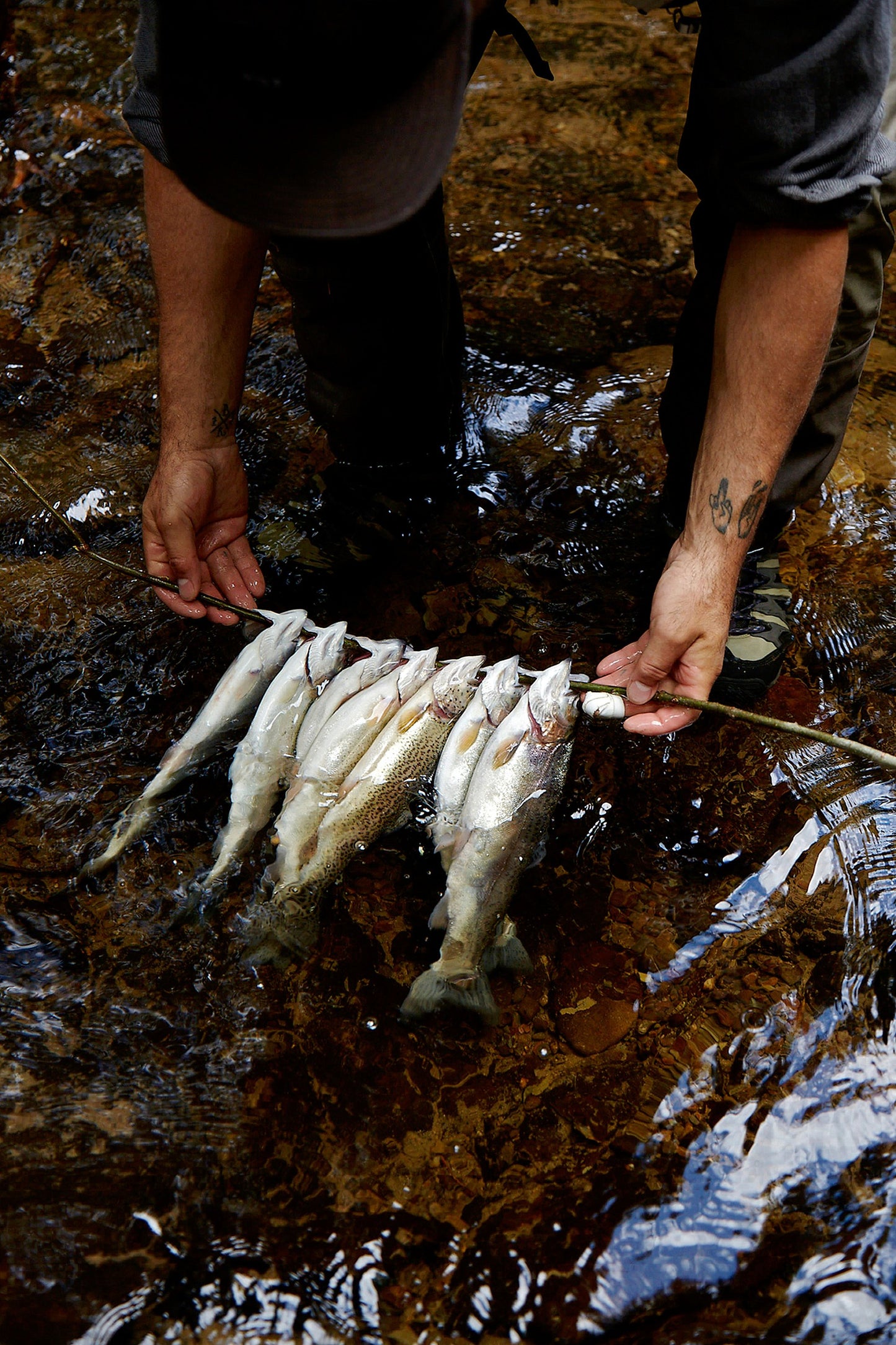 The Fly Fisher